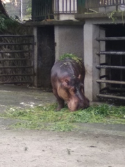 Hippopotamus amphibius