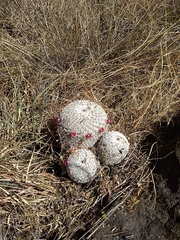 Mammillaria haageana haageana