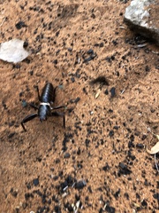 Colossopus grandidieri