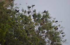 Phalacrocorax fuscicollis
