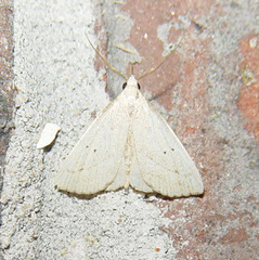 Macrochilo hypocritalis