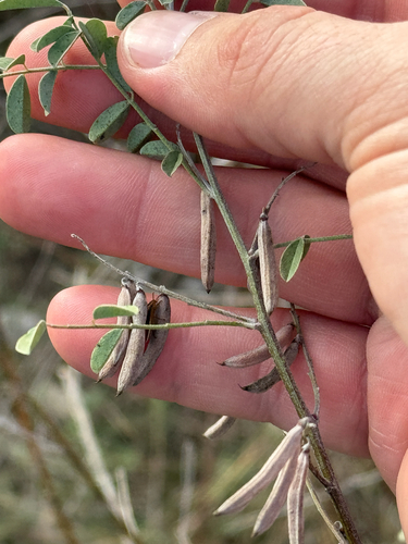 Lindheimer's Indigo (Indigofera lindheimeriana)