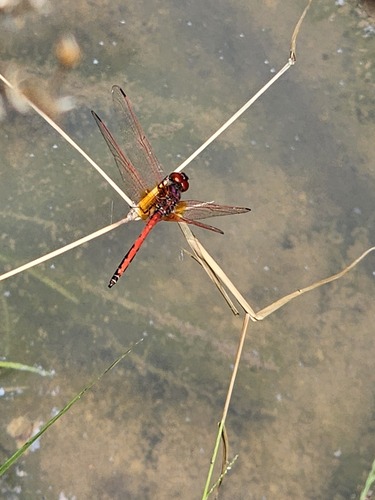 Red-veined Dropwing