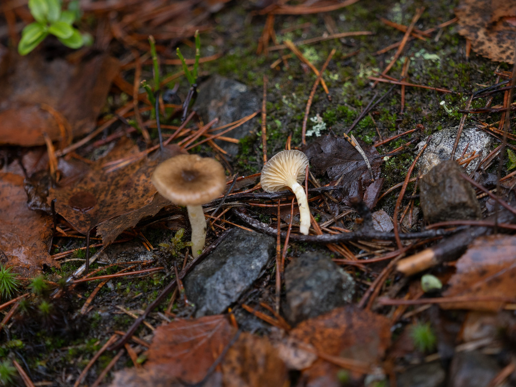 Hygrophorus hypothejus · November 2025 · photo: © terolinjama (iNaturalist, cc0)