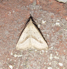 Macrochilo hypocritalis