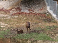Mammalia