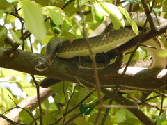 Psammophis mossambicus