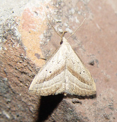 Macrochilo hypocritalis