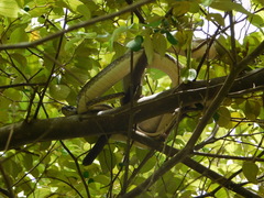 Psammophis mossambicus