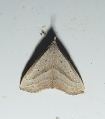 Macrochilo hypocritalis