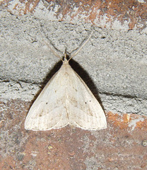 Macrochilo hypocritalis