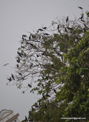 Phalacrocorax fuscicollis