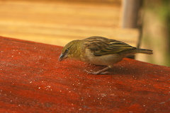 Ploceus melanocephalus