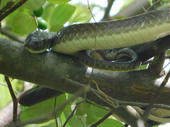 Psammophis mossambicus