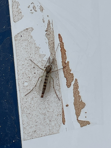Unknown species found near NW 50th St, Oklahoma City, OK, US