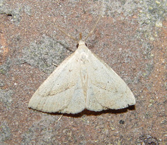 Macrochilo hypocritalis