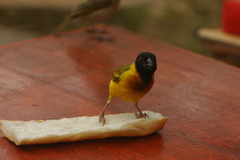 Ploceus melanocephalus