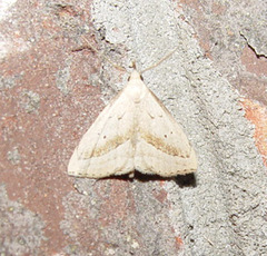 Macrochilo hypocritalis