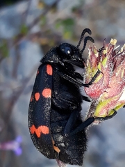 Hycleus sedecimguttatus