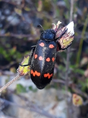 Hycleus sedecimguttatus