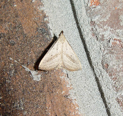 Macrochilo hypocritalis