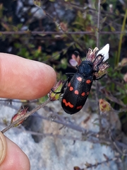 Hycleus sedecimguttatus