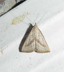 Macrochilo hypocritalis