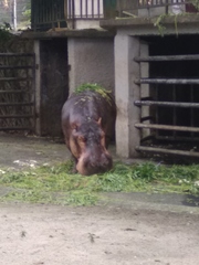 Hippopotamus amphibius