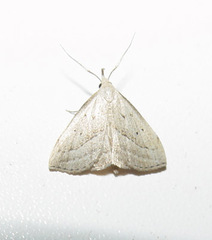 Macrochilo hypocritalis