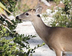 Odocoileus virginianus clavium