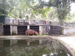 Hippopotamus amphibius