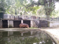 Hippopotamus amphibius