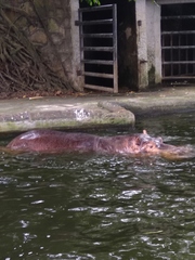 Hippopotamus amphibius