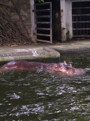 Hippopotamus amphibius