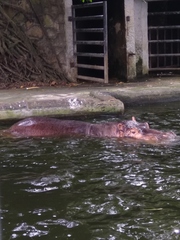 Hippopotamus amphibius