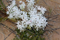 Macgregoria racemigera