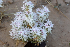 Macgregoria racemigera