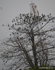 Phalacrocorax fuscicollis
