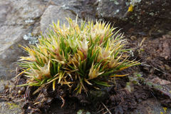 Colobanthus strictus