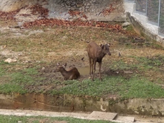 Mammalia