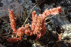 Crassula colligata colligata