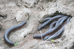 Archispirostreptus gigas