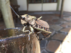 Dictyophorus griseus