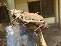 Dictyophorus griseus