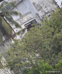 Phalacrocorax fuscicollis