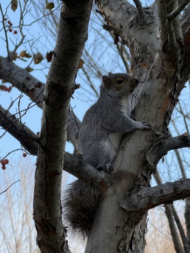 Eastern Gray Squirrel