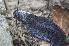 Naja sumatrana