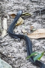 Naja sumatrana