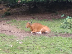 Bos javanicus