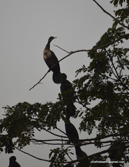 Phalacrocorax fuscicollis